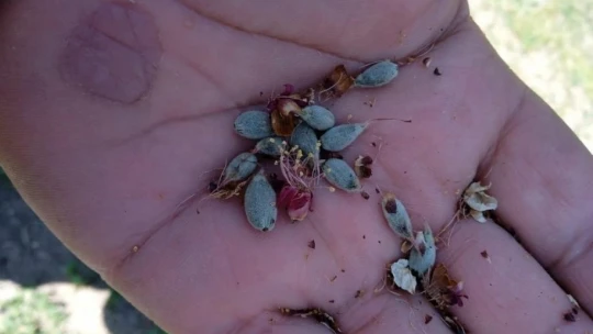 Başkan Çiçek, 'Kayısıdaki don rekolteyi etkileyecek'