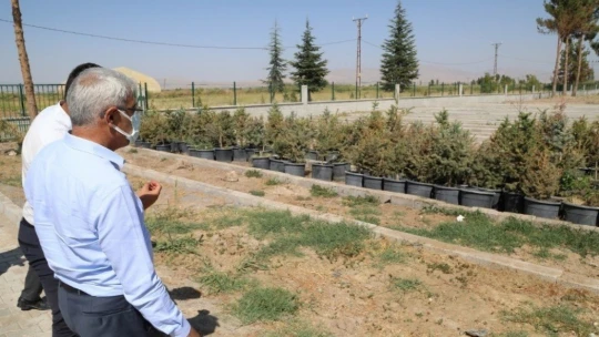 Süs lahanası üretimine başlandı