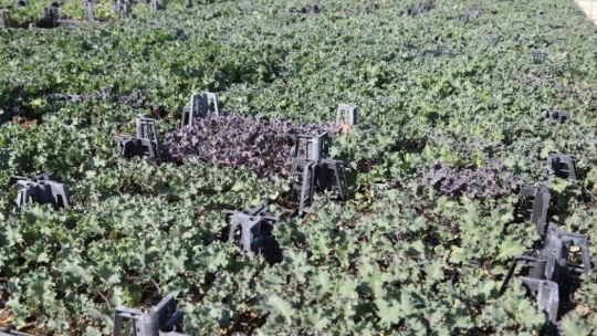 Süs lahanası üretimine başlandı