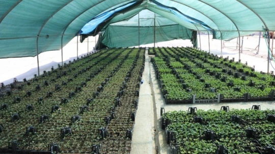 Süs lahanası üretimine başlandı