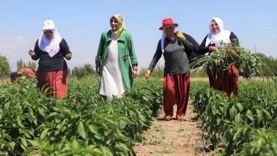 İlk hasat toplandı