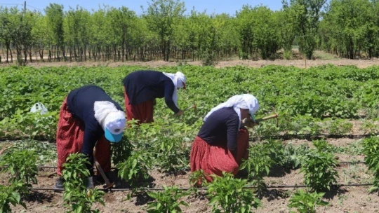 İlk hasat toplandı