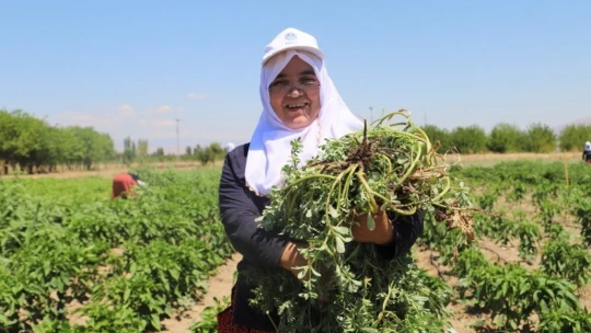 İlk hasat toplandı