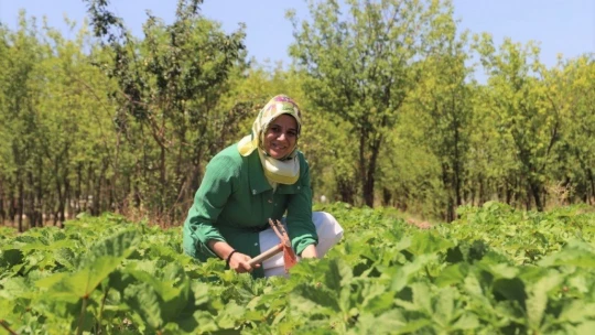 İlk hasat toplandı