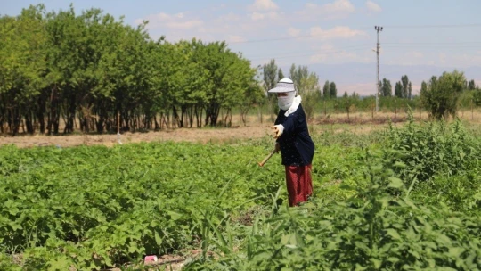 İlk hasat toplandı