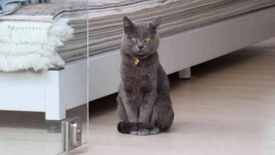 Beslemek için aldığı kedi can dostu oldu