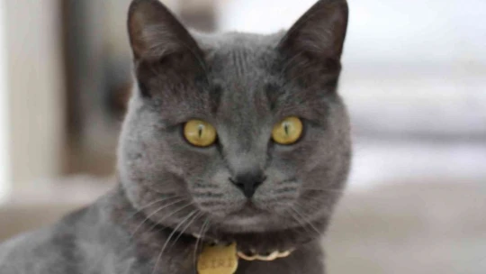 Beslemek için aldığı kedi can dostu oldu