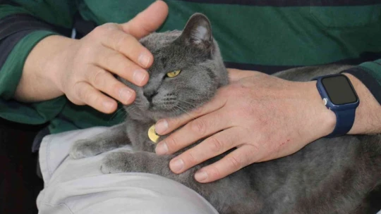 Beslemek için aldığı kedi can dostu oldu