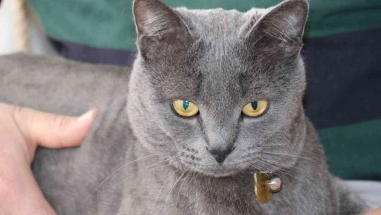 Beslemek için aldığı kedi can dostu oldu