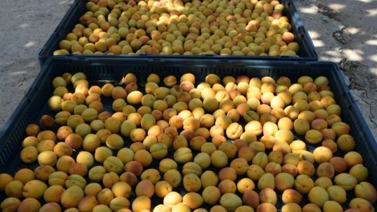 Bilim insanlarının geliştirdiği kayısı kükürtleme odası tam not aldı