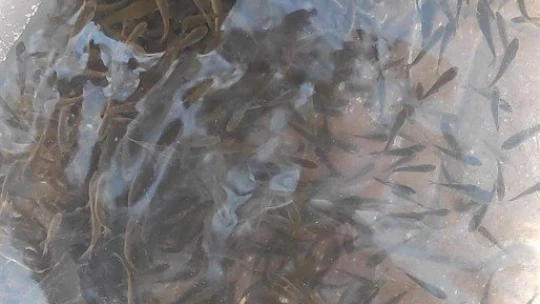 Bilinçsiz balık avcılığı uyarısı