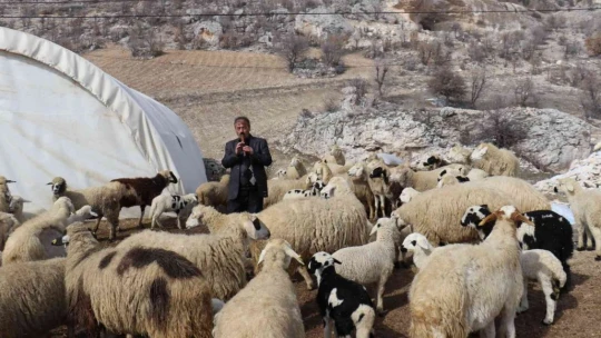 Bin 700 metre rakımdaki sürülerin kaval keyfi