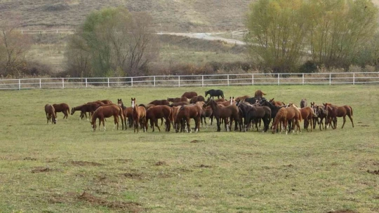 Bu atlar para basıyor