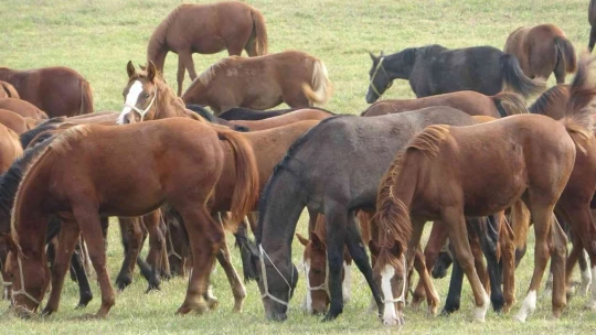 Bu atlar para basıyor