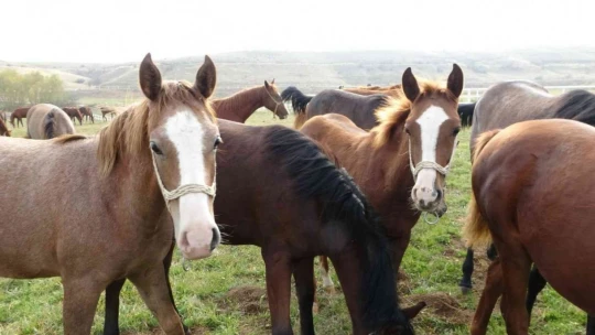 Bu atlar para basıyor