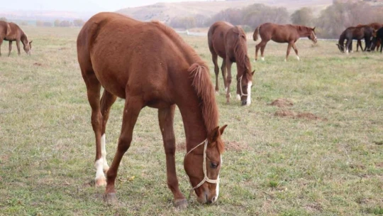 Bu atlar para basıyor