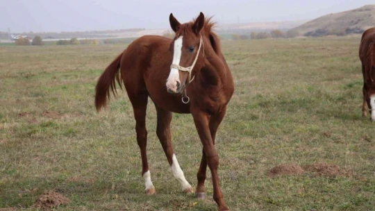 Bu atlar para basıyor