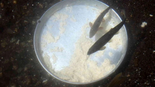 Bu balıkların gizemi çözülemiyor