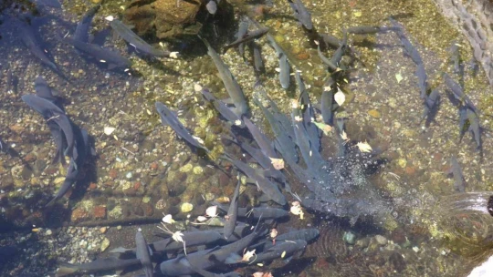 Bu balıkların gizemi çözülemiyor