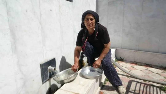 Bu balıkların gizemi çözülemiyor