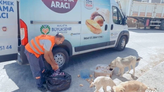 Büyükşehir Belediyesi sokak hayvanlarını unutmuyor