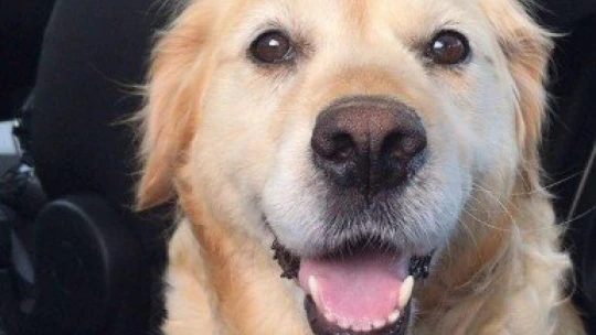 Can dostu çalındı hayatı alt üst oldu