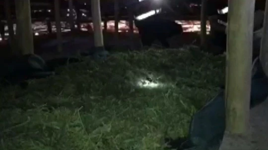 Çatıyı esrar üretim üssüne çevirmişler