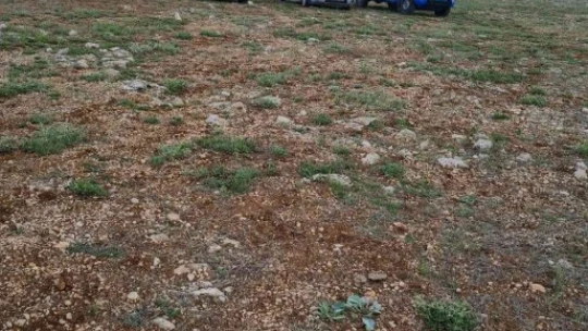 Çiftçinin bahçesindeki 550 kayısı fidanını kırıp emeklerini heba ettiler