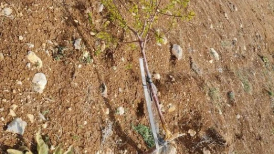 Çiftçinin bahçesindeki 550 kayısı fidanını kırıp emeklerini heba ettiler