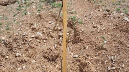 Çiftçinin bahçesindeki 550 kayısı fidanını kırıp emeklerini heba ettiler
