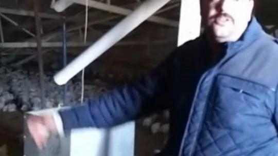 Çiftliğin çatısı kar nedeniyle çöktü, binlerce tavuk telef oldu