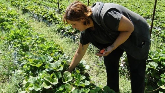 Çilek üretimine kadın eli