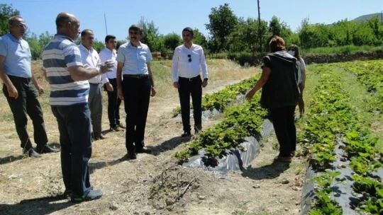 Çilek üretimine kadın eli