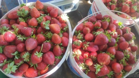 Çilek üretimine kadın eli