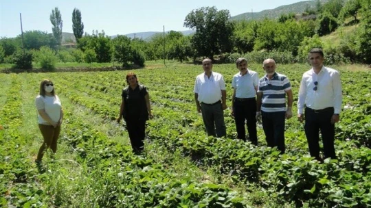 Çilek üretimine kadın eli