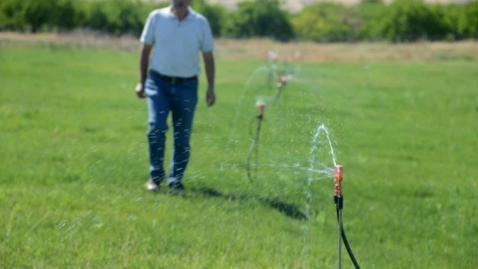 Çim bitkisini kendi tesislerinde üretiyorlar
