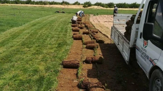 Çim bitkisini kendi tesislerinde üretiyorlar