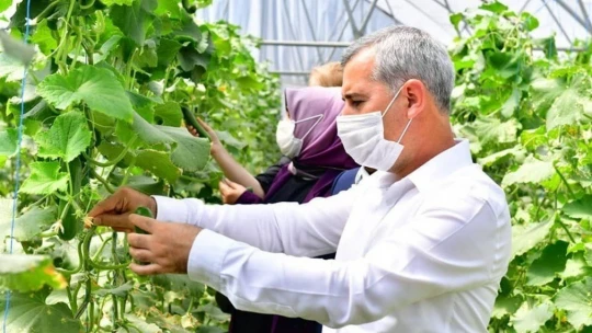 Çınar, kadın girişimcileri sera alanında ağırladı