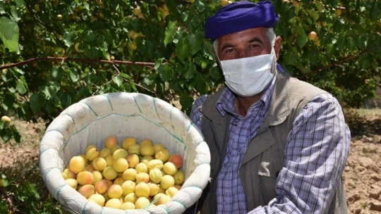 Covid-19 gölgesinde kayısı hasadı