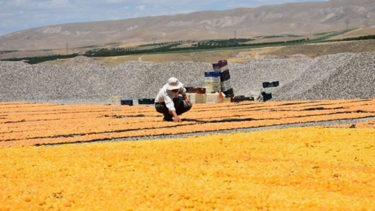 Covid-19 gölgesinde kayısı hasadı