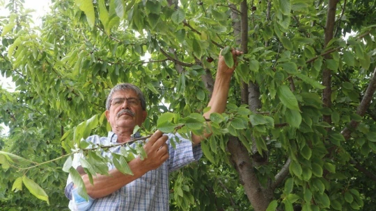 Dalbastı kirazında hasat başladı