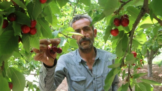 Dalbastı kirazında hasat başladı