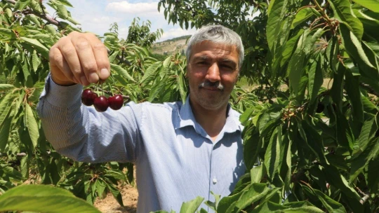 Dalbastı kirazında hasat başladı