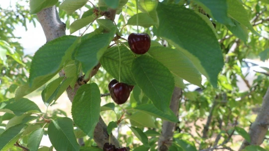 Dalbastı kirazında hasat başladı