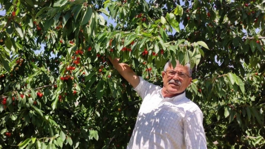 Dalbastı kirazında rekolte düştü kalite yükseldi