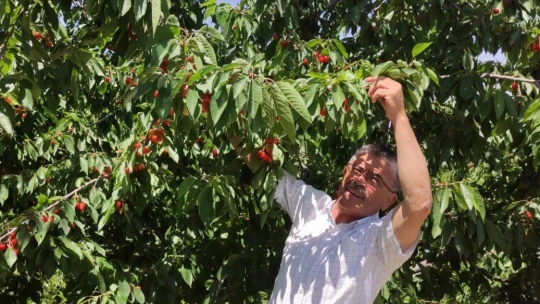 Dalbastı kirazında rekolte düştü kalite yükseldi