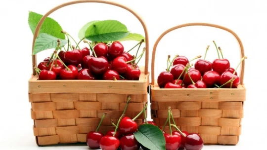 Dalbastı kirazının coğrafi işaret tescil belgesi Yeşilyurt Belediyesi'ne devir edildi