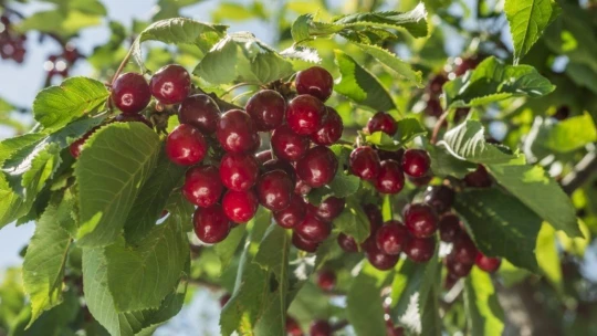 Dalbastı kirazının coğrafi işaret tescil belgesi Yeşilyurt Belediyesi'ne devir edildi