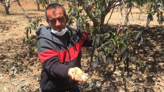 Darende'de çiftçilerin don mağduriyeti
