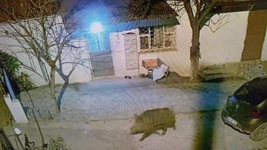 Darende'de domuzlar şehre indi